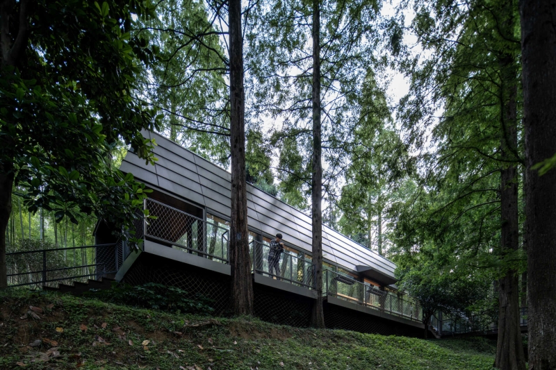 This Chinese Forest Hotel Was Designed to Disappear Into the Trees