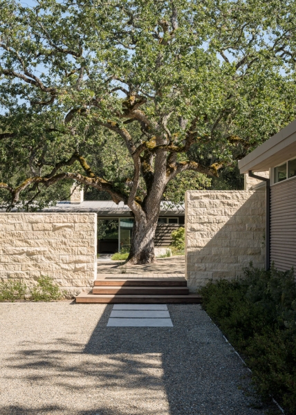 A Century-Old Tree Shapes the Design of This California Hideaway