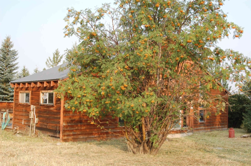 Whimsy in the Wild: The Story of Alta Cabin’s Renewal