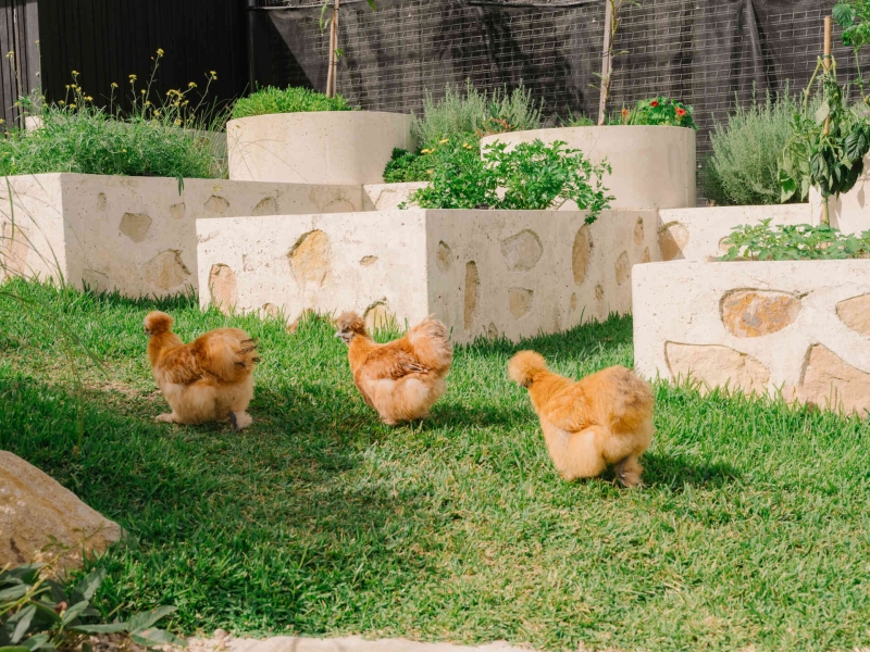 Inside the Carbon Positive Home With a Pool That Feels Like a Creek