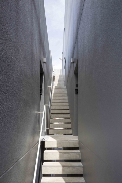 Mimosa Pudica | Horibe Associates