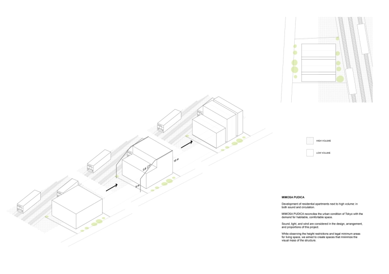 Mimosa Pudica | Horibe Associates