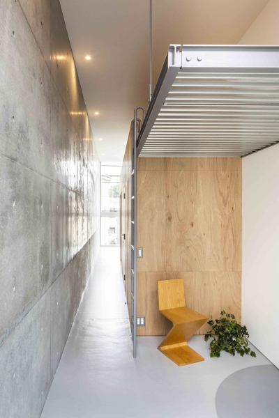 Mimosa Pudica | Horibe Associates