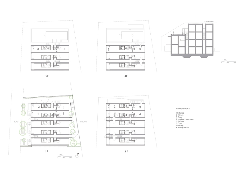 Mimosa Pudica | Horibe Associates