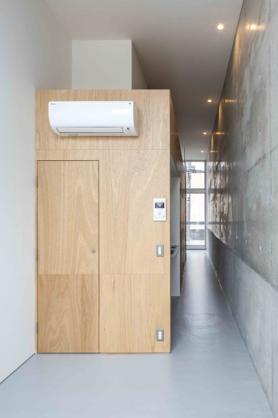 Mimosa Pudica | Horibe Associates